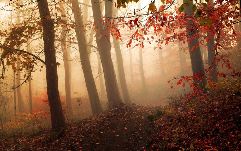 fog, autumn collection, trunk, tree, day, landscape, orange, morning, plant part, scenics - nature, plant, change, beauty in nature, leaf, shrubs, leaves