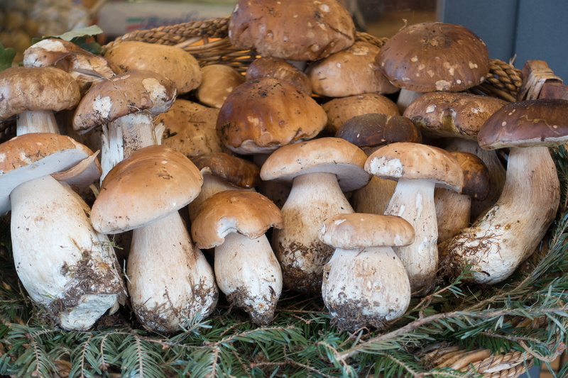 plant, mushrooms, bunch, large group of objects, food and drink, boletus edulis, focus on foreground, 5K, food, freshness, harvest, close-up, nature, vegetable