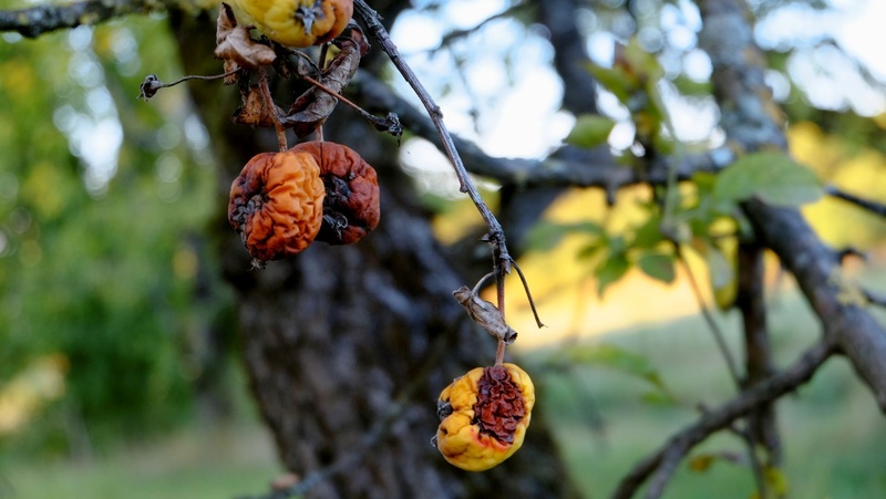 plant, nature, autumn, day, 1080P, leaf, healthy eating, focus on foreground, fruit, fruit rot, outdoors, berry fruit, plant part, disease, wellbeing