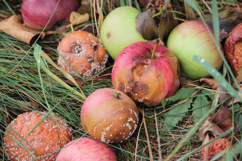 garden, high angle view, grass, mold, wellbeing, rot, plant part, healthy eating, field, close-up, 5K, apple, food and drink, ripe, sets, day, no people