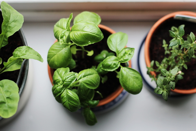 indoors, meal, planter, potted, dish, basil, herb, sprout, freshness, close-up, potted plant, nature, pottery, pot, wellbeing, lettuce, healthy eating