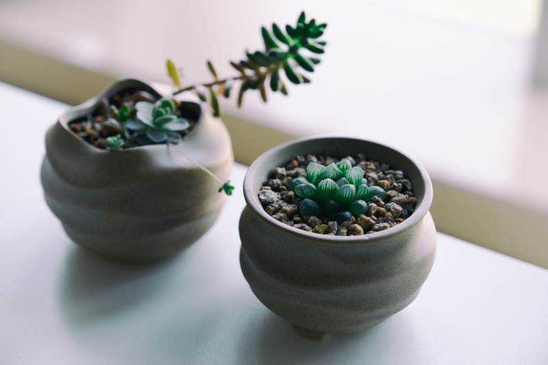 meal, 4K, flower, seed, focus on foreground, plant, leaf, close-up, pot, flower pot, indoors, accessory, blossom, pea, wellbeing, food, bean, table, food and drink