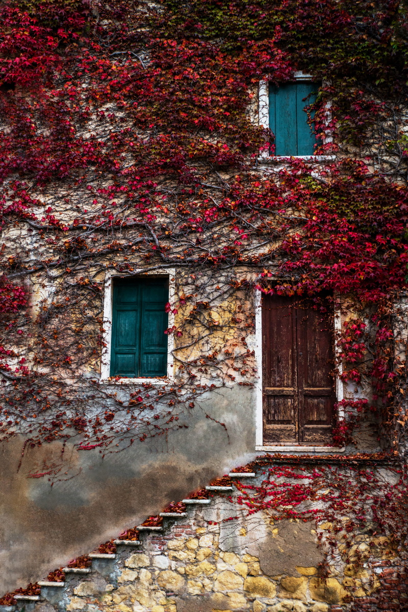 run-Down, climber, vine, dirty, facade, ancient, weathered, door, damaged, outdoors, broken, no People, architecture And Buildings, building Exterior, rustico