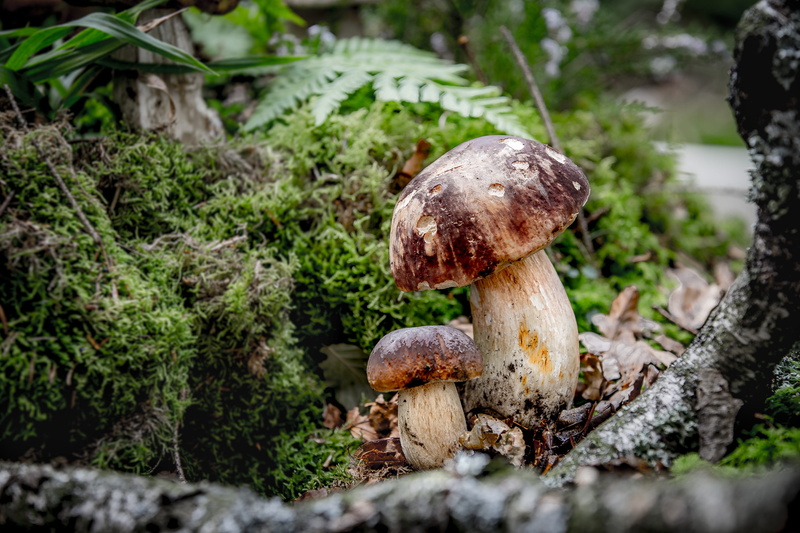 rac, beauty in nature, surface level, noble rot, day, food, lichen, tree, edible, forest, fungus, growth, mushroom picking, edible mushroom, cep, no people