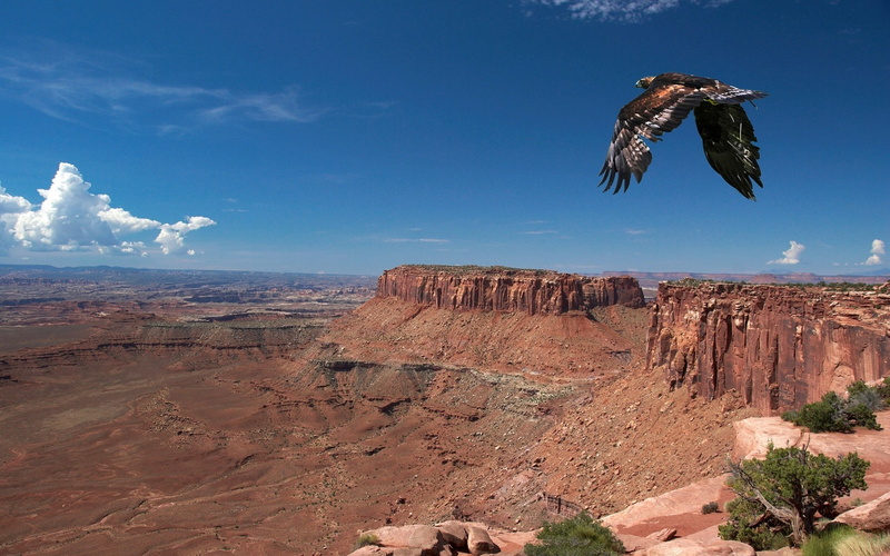national Park, brown, desert, predator, geology, no People, cloud - sky, solid, grand Canyon, 1080P, nature, famous Place, flight, animal, outdoors, scenics - nature