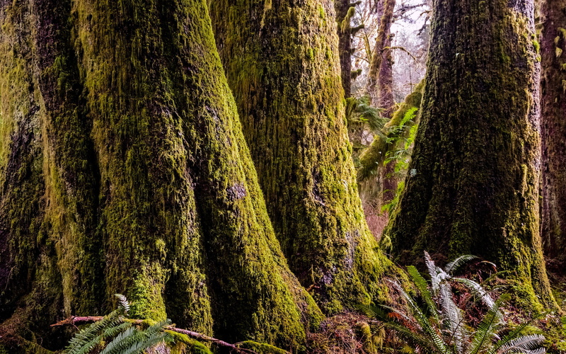 no people, day, rainforest, nature, tree trunk, 2K, hd, plant, beauty in nature, woodland, primeval, moss, land, forest, outdoors, non-urban scene, green color