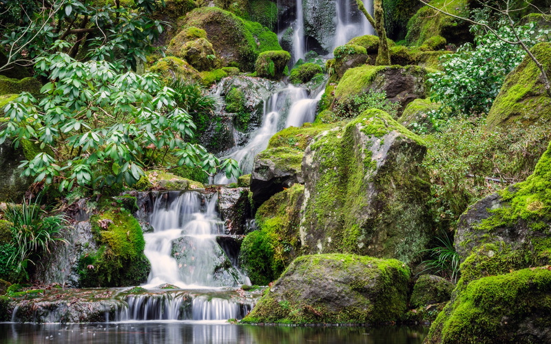 2K, scenery, nature, hd, forest, primeval, photo