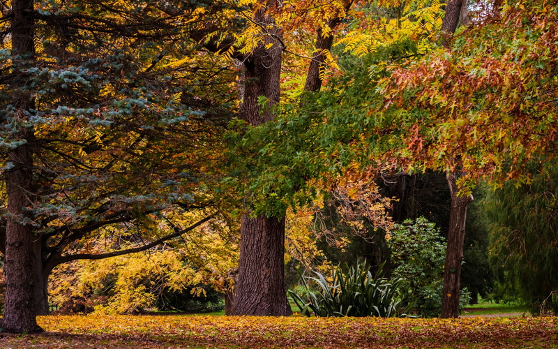 trunk, tranquility, beauty in nature, change, scenery, autumn collection, nature, hd, forest, autumn, photo, primeval, leaf, tranquil scene