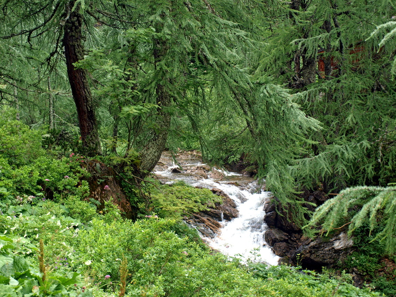 power in nature, lush foliage, tree, flowing water, day, scenics - nature, beauty in nature, rainforest, nature, Larch, stream, green color, tranquility