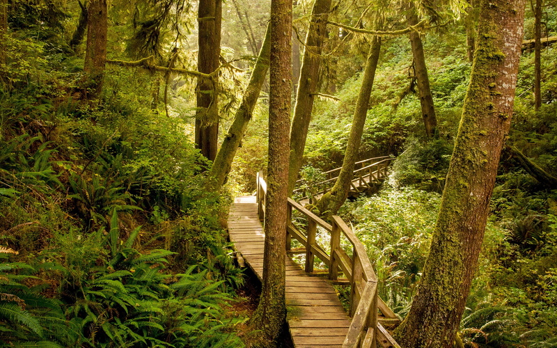 growth, day, footpath, forest, wood, non-urban scene, tranquil scene, woodland, land, hd, beauty in nature, photo, plant, nature, trunk, primeval