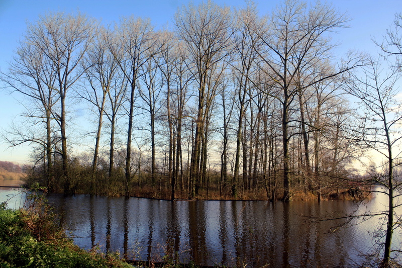 tranquil scene, indian summer, branch, tree, lake, waters, outdoors, vörder country, plant, vörder lake, non-urban scene, bare tree, wood, autumn, scenics - nature