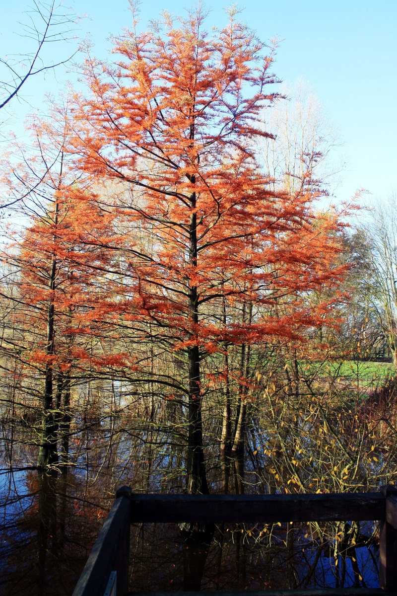 beauty in nature, nature, sky, indian summer, growth, built structure, land, landscape, low angle view, forest, day, autumn, plant, branch, row, change