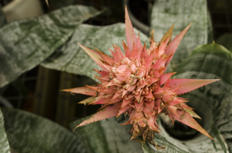 focus on foreground, no people, leaf, flower head, vulnerability, riodejaneiro, plant part, flower, inflorescence, beauty in nature, wanderlust, 4K, brasil