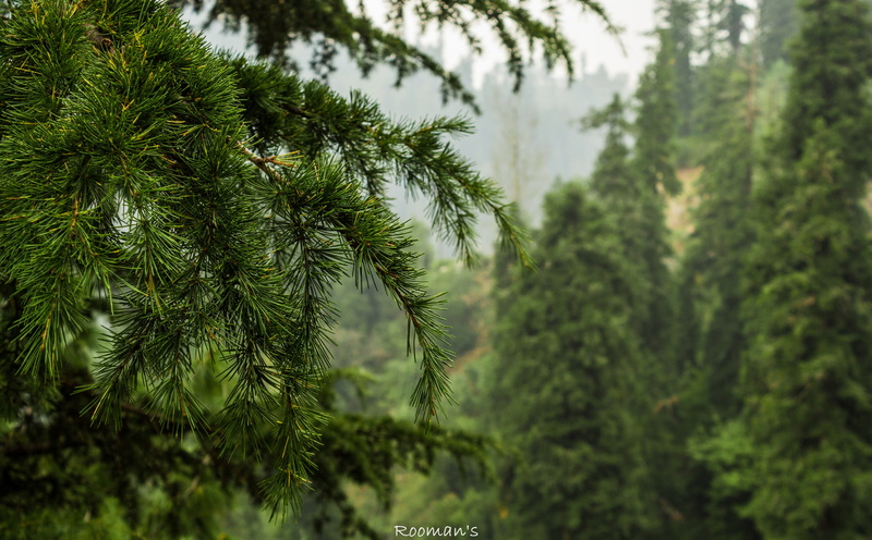 forest, finding, coniferous tree, beautiful, natural, Forests, plant part, green, 5K, branch, leafed, no people, Nature, travelphotography, tranquility