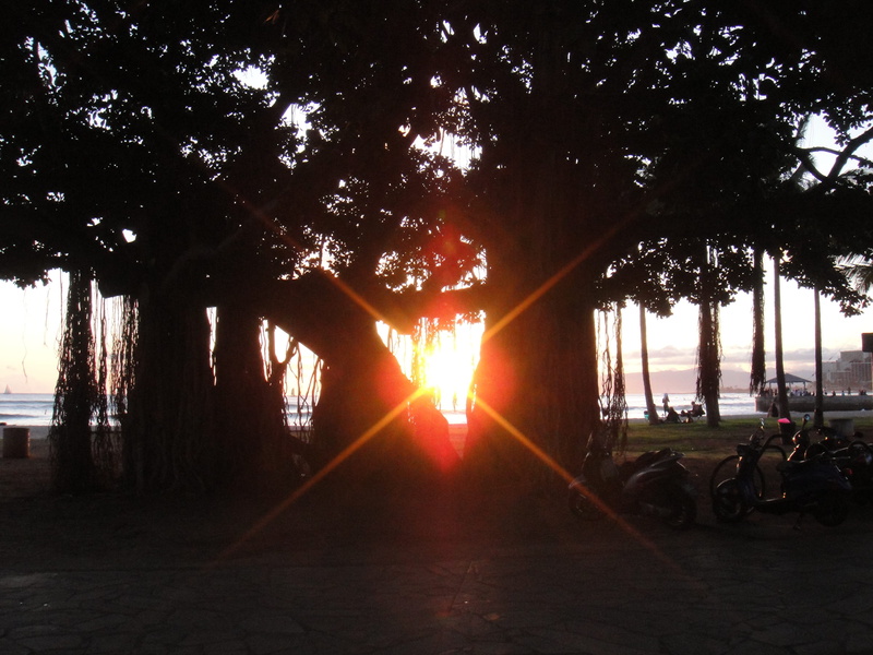 #sunset, silhouette, land vehicle, mode of transportation, sunbeam, sunset, tree, united states, lens flare, #love, #sand, growth, tree trunk, #beach, #travelphotography