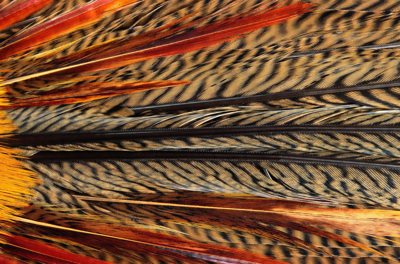 feathers of exotic birds, plant, alloy, indoors, abstract, music, yellow, wood - material, nature, low angle view, backgrounds, craft, striped, design