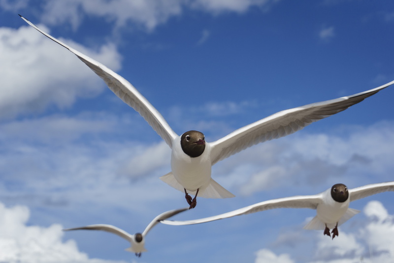 animal wildlife, steel, airplane, animal themes, air vehicle, bird, nature, transportation, wing, fly, day, vertebrate, animal, spread wings, mid-air, sky