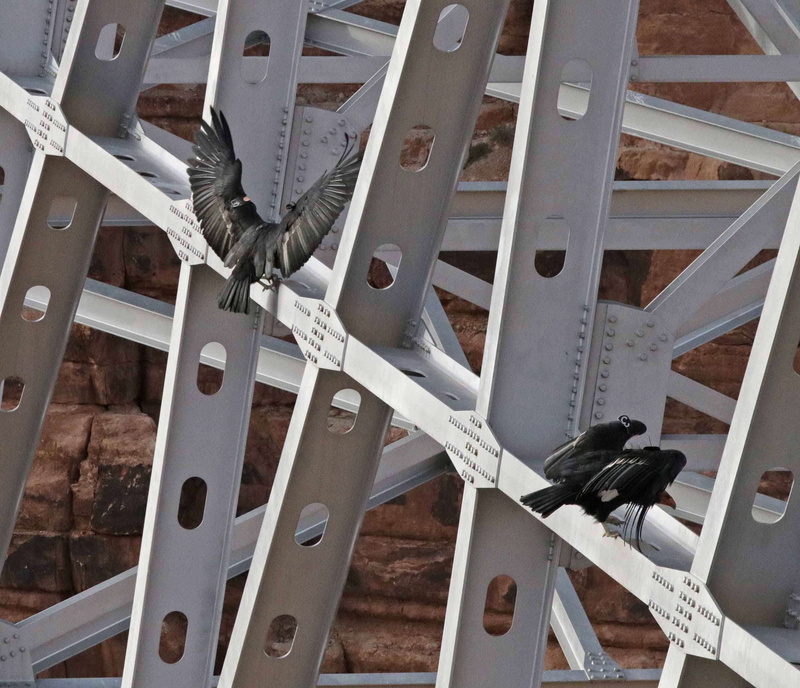 metal, feathers, high angle view, lifestyles, indoors, bridge, architecture, one person, pattern, modern, steel, railing, strength, industry, construction
