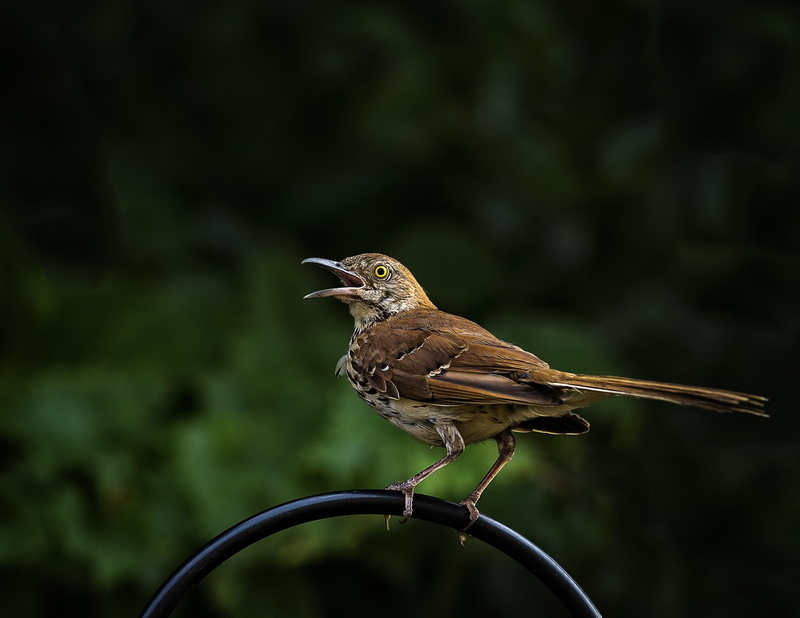 black, outdoors, animal wildlife, steel, full length, perched, bird, tree, animals in the wild, day, no people, nature, rod, wild bird, animal, one animal