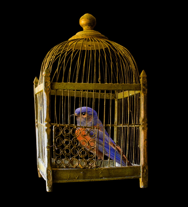 prison, trapped, animal, studio shot, black background, object, steel, vertebrate, close-up, animals in captivity, animals in the wild, metal, indoors