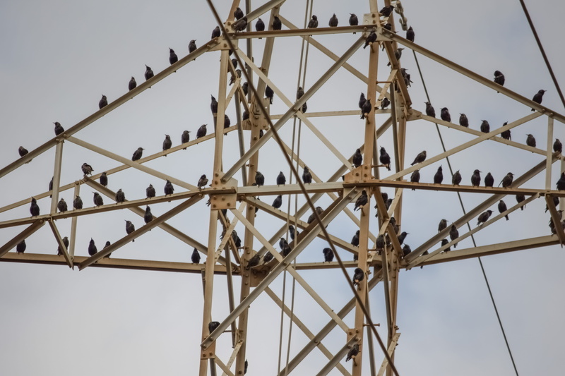 electricity pylon, connection, resting, wire, vertebrate, technology, birds, electricity, clear sky, outdoors, power supply, 5K, nature, migratory birds