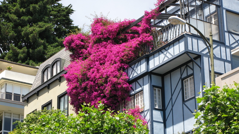 flower, outdoors, pink color, built structure, pink flowers, freshness, architecture, san francisco, building, low angle view, fragility, plant, lombard street