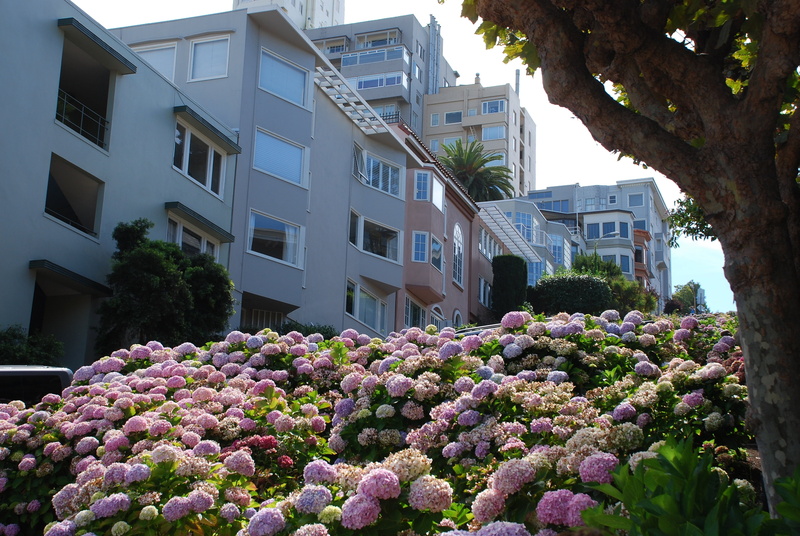 american, hydrangea, city, built structure, house, usa, 4K, houses, street, building exterior, window, flower, travel, landmark, low angle view, architecture
