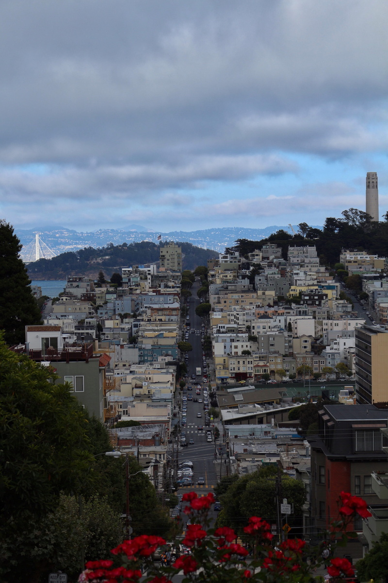 high angle view, 5K, house, town, cityscape, day, no people, street, san francisco, building, cloud - sky, flower, plant, lombard street, nature, city