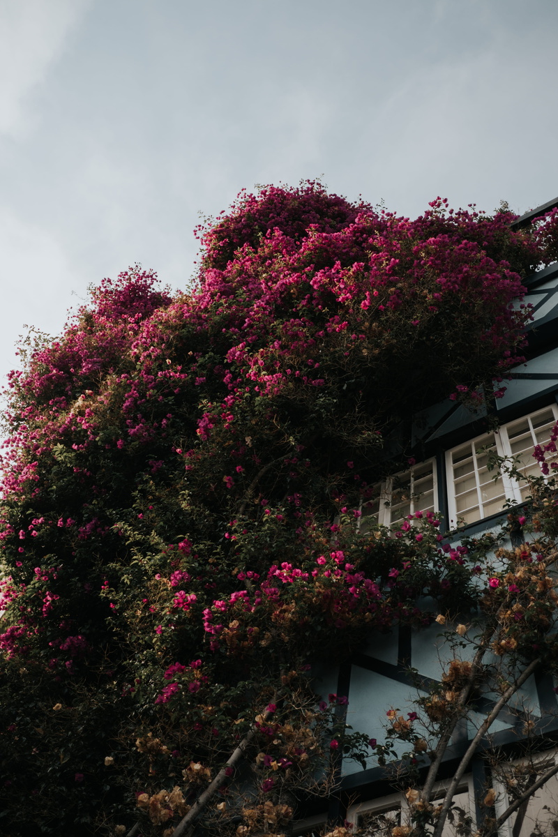 san francisco, day, flowering plant, tree, 5K, building exterior, vulnerability, fragility, springtime, pink color, united states, blossom, plant, growth