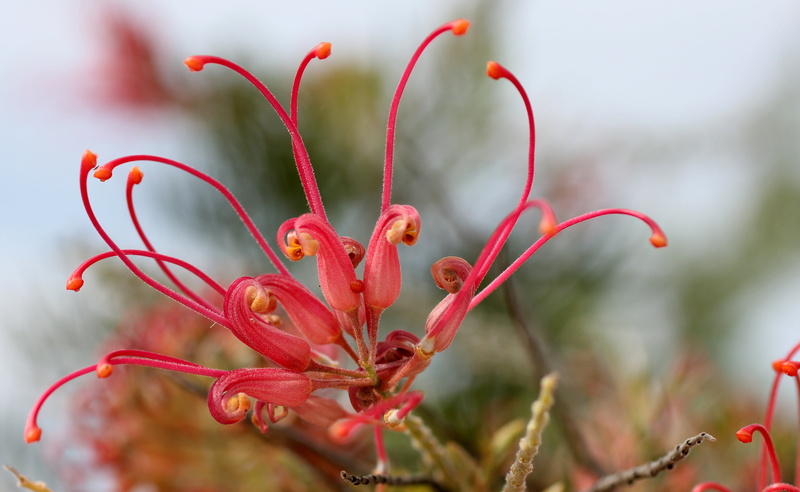 beauty in nature, close-up, flower, flowering plant, 4K, blossom, focus on foreground, red, no people, freshness, day, growth, pink, plant, vulnerability