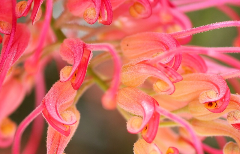 growth, flowering plant, fragility, flower, focus on foreground, blossom, bloom, pollen, selective focus, inflorescence, day, freshness, close-up, pink