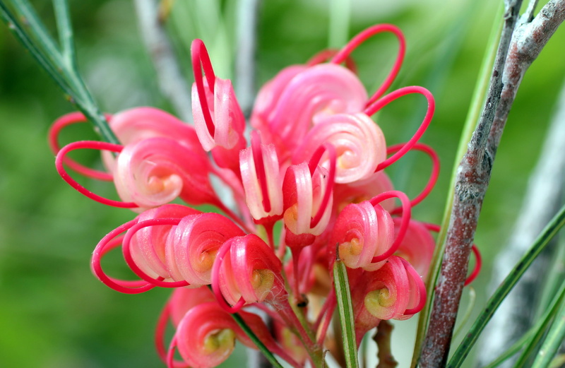 flower head, vulnerability, nature, lipari, outdoors, pink, day, petal, growth, flowering plant, no people, colorful, bloom, botany, 4K, beauty in nature