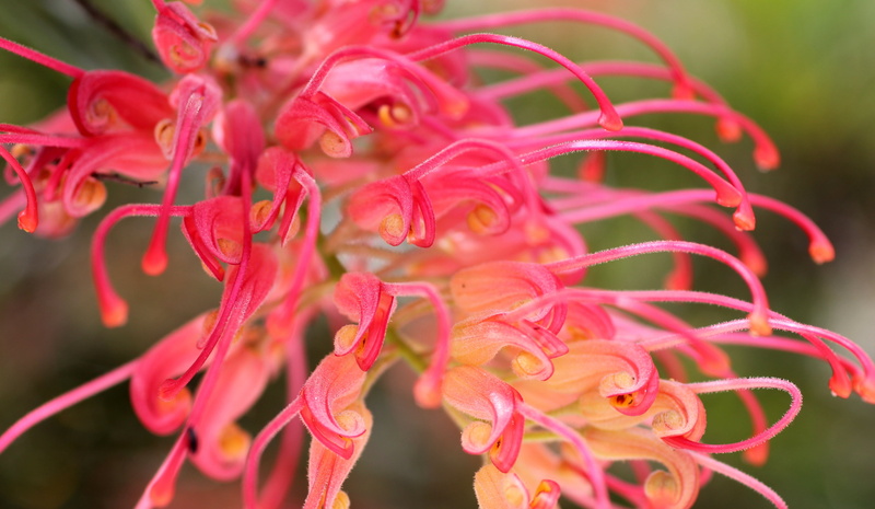 lipari, focus on foreground, close-up, pollen, bunch of flowers, pink, bouquet, flowering plant, bloom, growth, flower head, colorful, exotic, no people