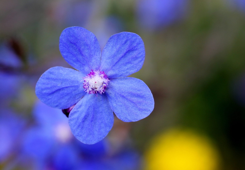 flowering plant, purple, blossom, close-up, flower, outdoors, lipari, growth, freshness, beauty in nature, flower head, pollen, focus on foreground, blue