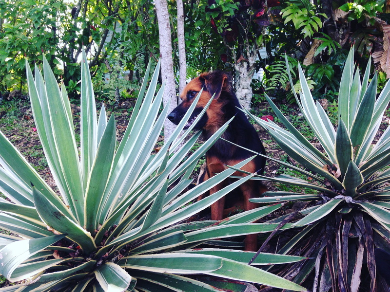 dog, outdoors, no people, animal themes, papua new guinea, 2K, mammal, domestic animals, vertebrate, tree, pets, animal, plant, day, domestic, nature