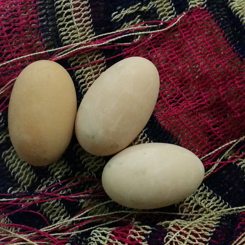 wellbeing, birds, organic, eggs, 2K, culture, papua, food and drink, close-up, agriculture, food, eat, volcano, fresh, freshness, nutrition, healthy eating