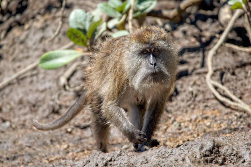 land, zoology, animal wildlife, 5K, full length, no people, animals in the wild, langkawi, kilim geopark, looking at camera, vertebrate, malaysia, portrait
