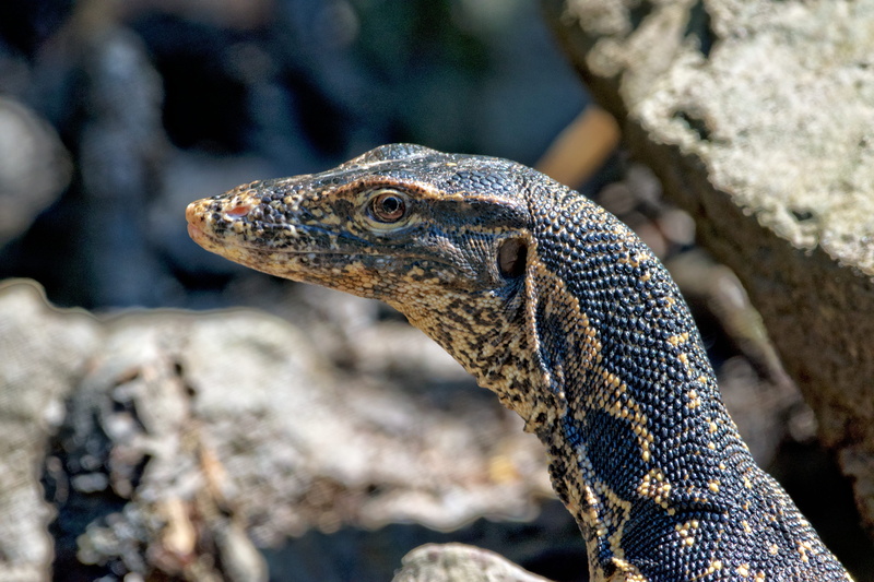 mouth open, animal themes, close-up, no people, reptile, kilim geopark, vertebrate, 5K, day, animals in the wild, animal scale, animal body part, animal wildlife