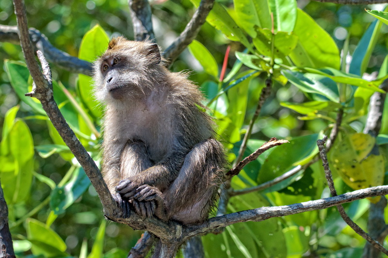 food, nature, three-toed sloth, green color, leopard, eating, ape, no people, animal, low angle view, monkey, sloth, trunk, plant, sitting, primate, mammal