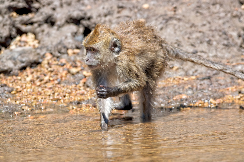 animal, nature, lion, full length, animals in the wild, animal themes, animals hunting, langkawi, mammal, animal wildlife, boar, malaysia, one animal, no people