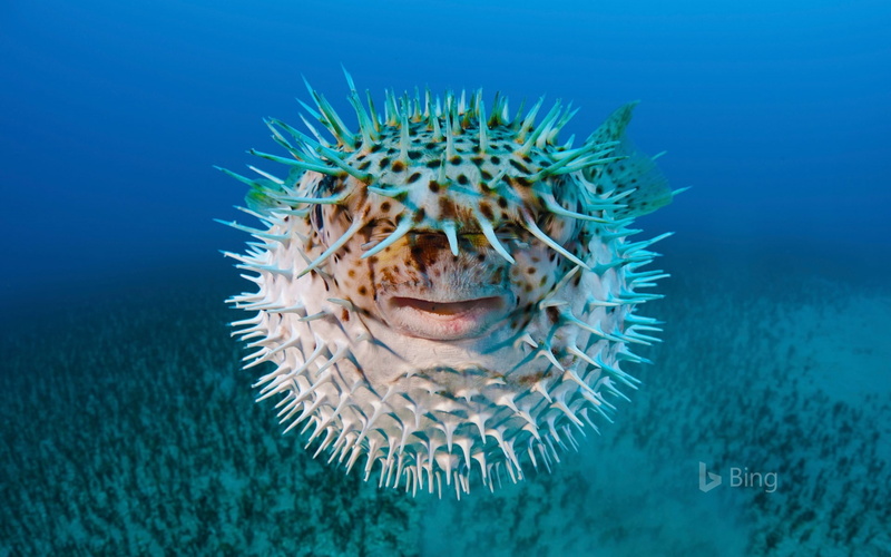 outdoors, no people, blue, 1080P, fin, invertebrate, spot, water, animals in the wild, focus on foreground, vertebrate, animal themes, bing, nature, near