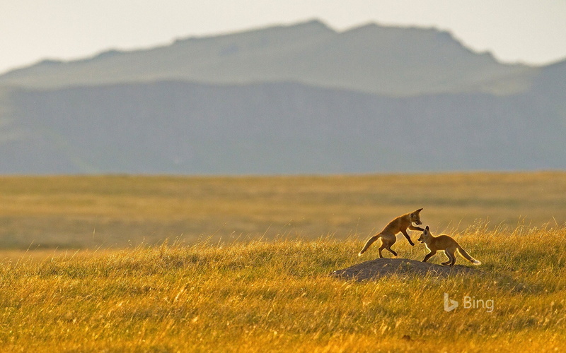 montana, grass, outdoors, fox, plain, scenics - nature, side view, herbivorous, day, animals in the wild, vertebrate, rocky, deskt, no people, environment