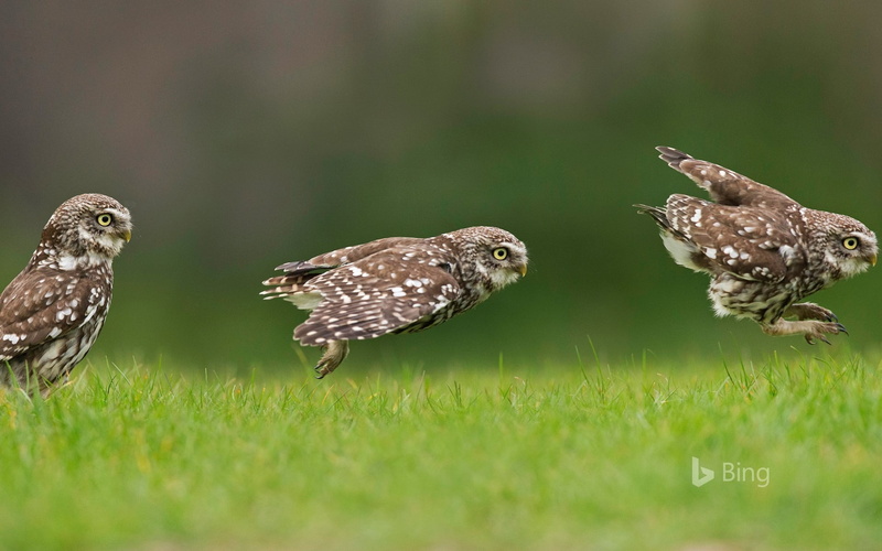 group of animals, bird of prey, falcon - bird, little, brown, 1080P, no people, ground, nature, bird, outdoors, animal themes, owls, owl, hunting, plant