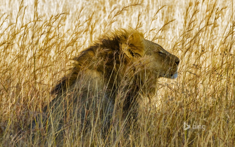 outdoors, animal head, animals hunting, park, lion, one animal, cat, lion - feline, mammal, feline, looking, animal themes, hwange, day, plant, nature