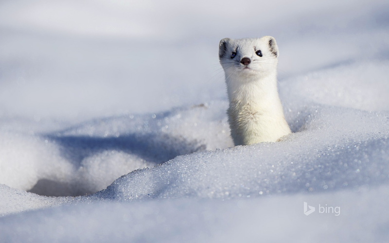 white color, animal wildlife, nature, no people, vertebrate, portrait, one animal, animals in the wild, ice, rodent, snow, frozen, cold temperature, stoat