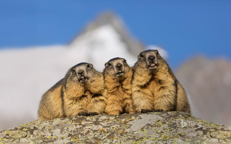 animal family, group of animals, day, looking, young animal, road, animal, animal wildlife, deskt, no people, rock - object, nature, two animals, alpine