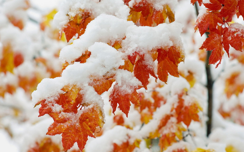 early, snowfall, 1080P