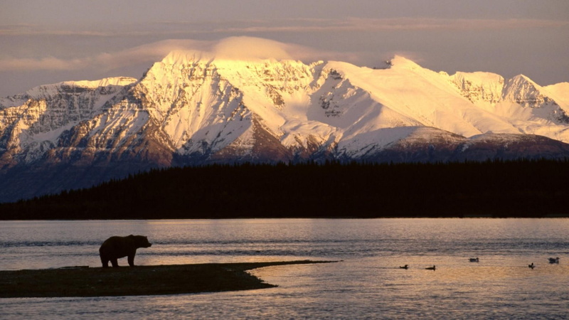 mountain, bear, 1080P, nature, katolinat, near, alaska, animals, mount, alaske