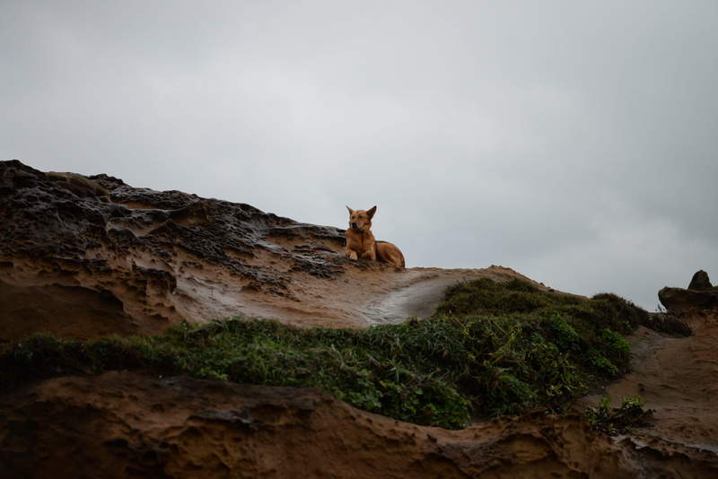 standing, solid, dog, animal wildlife, herbivorous, deer, sky, one animal, outdoors, yehliu geopark, fawn, vertebrate, animal themes, sea shore, beauty in nature