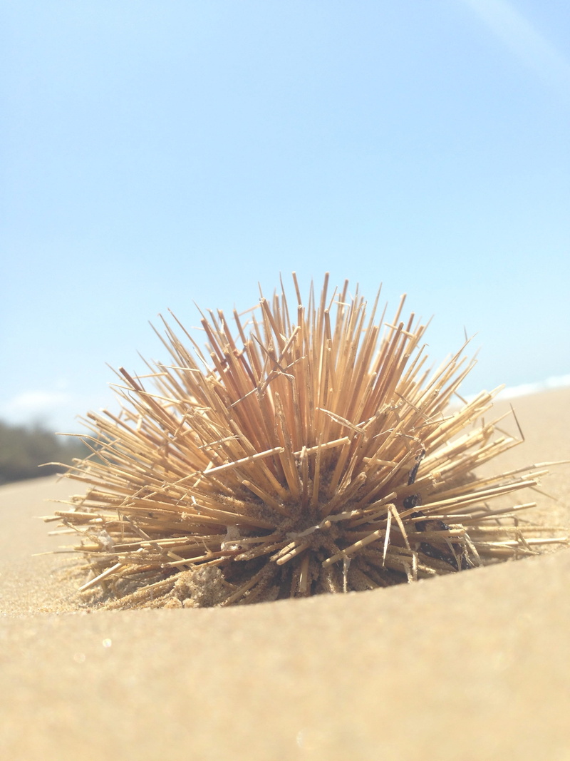 cold temperature, land, focus, Pantai, sunlight, summer, sea, sticks, beach, sky, spiky, focus on foreground, spiked, close-up, landscape, field, nature
